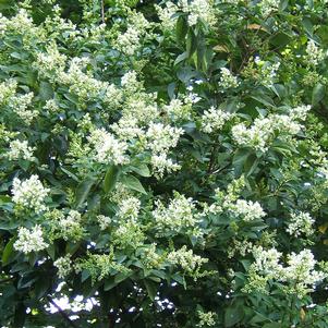 Ligustrum ovalifolium 'Nantucket'