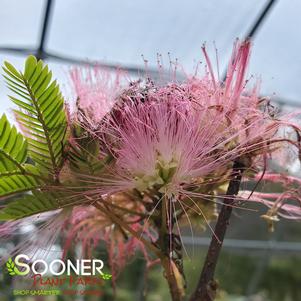Ombrella Mimosa | Sooner Plant Farm