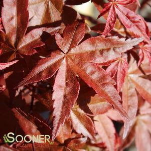 Acer palmatum corallinum 'Deshojo'