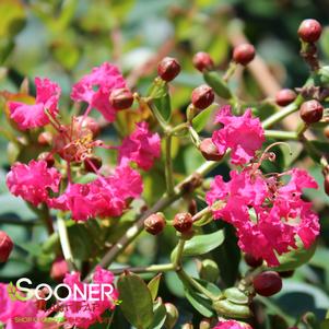 INFINITINI® MAGENTA CRAPEMYRTLE