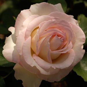 MOONSTONE™ HYBRID TEA ROSE