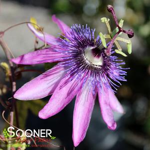 LAVENDER LADY PASSION FLOWER