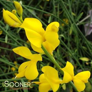 Spartium junceum 'Spanish Broom'