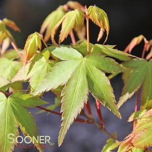 KIYOHIME UPRIGHT JAPANESE MAPLE