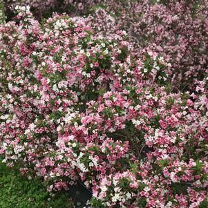 Weigela florida 'VUKOZGemini'