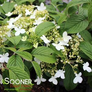 <em>Viburnum</em> WABI-SABI® DOUBLEFILE VIBURNUM: 