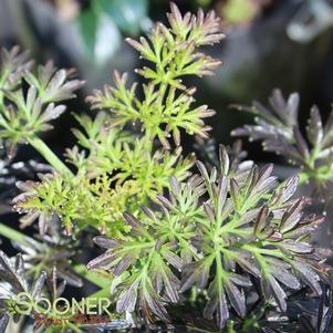 STRAIT LACED® UPRIGHT ELDERBERRY