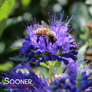 Caryopteris clandonensis 'First Choice'