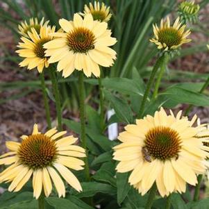 SOMBRERO® SANDY YELLOW CONEFLOWER