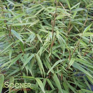 <em>Fargesia</em> ASIAN WONDER HARDY CLUMPING BAMBOO: 