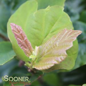 <em>Parrotia</em> VANESSA PERSIAN IRONWOOD: 