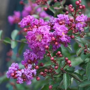 INFINITINI® PURPLE CRAPEMYRTLE
