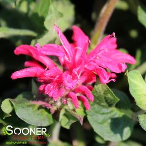 <em>Monarda</em> PARDON MY CERISE BEEBALM: 