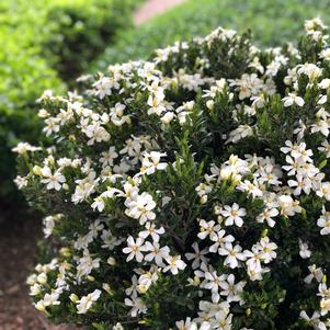 DAISY DUKE™ GARDENIA