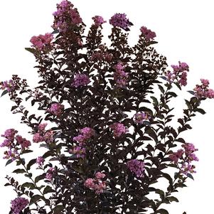 THUNDERSTRUCK™ LAVENDER BLAST™ CRAPEMYRTLE