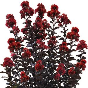 THUNDERSTRUCK™ RUMBLIN' RED™ CRAPE