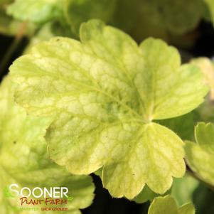 TIMELESS GLOW CORAL BELLS