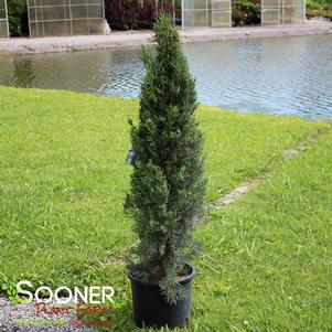 BLUE ITALIAN CYPRESS