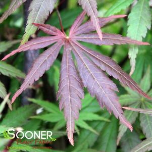 Acer shirasawanum 'Seasons of Change'