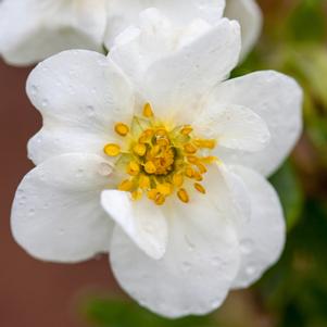 CRÈME BRÛLÉE™ POTENTILLA