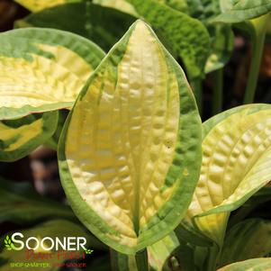 Hosta x 'Brother Stefan'