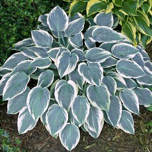 Hosta x 'El Niño'