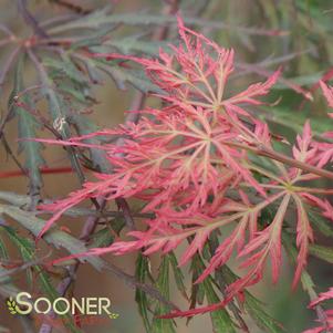 <em>Acer</em> RED PRINCE WEEPING JAPANESE MAPLE: 