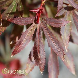 KING GEORGE'S BROOM DWARF UPRIGHT JAPANESE MAPLE