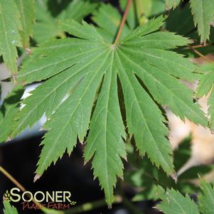 Acer shirasawanum 'Palmatifolium'