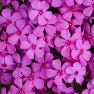 SPRING BLING RUBY RIOT HYBRID SPRING PHLOX