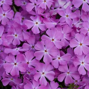 SPRING BLING™ ROSE QUARTZ HYBRID SPRING PHLOX