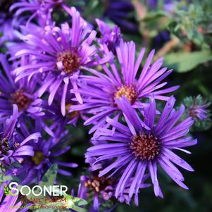 Aster novae-angliae 'Grape Crush'