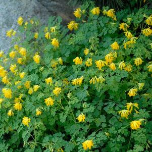 YELLOW CORYDALIS