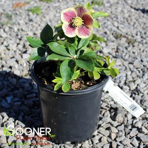 HONEYMOON® RIO CARNIVAL LENTEN ROSE