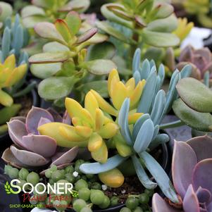 LIVING CANVAS™ SEASIDE SULTAN SUCCULENT COLLECTION
