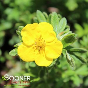 HAPPY FACE® YELLOW POTENTILLA