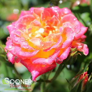Rosa x 'WEKglezneo'