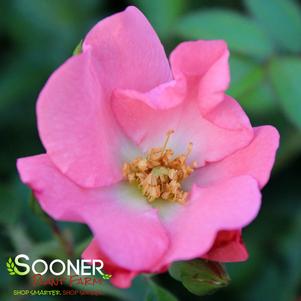 FLOWER CARPET® CORAL ROSE