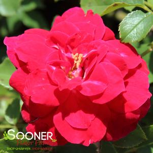 The Grand Champion™ Double Red Rose | Sooner Plant Farm
