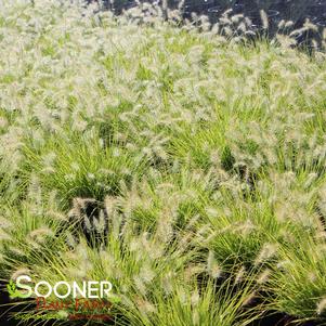 LUMEN GOLD™ FOUNTAIN GRASS