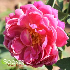 Rosa x 'WEKjuctokol'