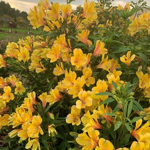 Alstroemeria x 'Golden Tiara'