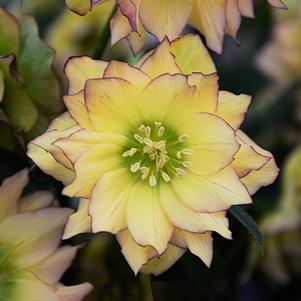 Helleborus x 'First Dance'