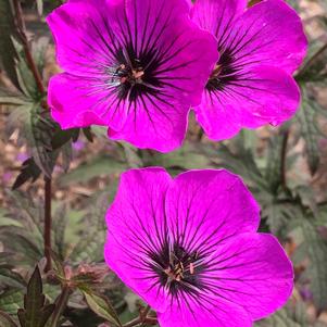 DARK EYES CRANESBILL GERANIUM