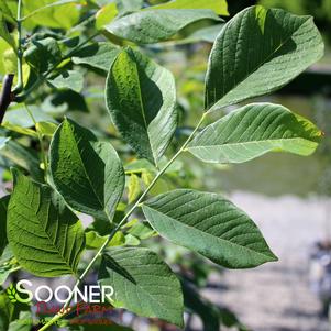 PERKINS PINK AMERICAN YELLOWWOOD