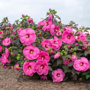 HEAD OVER HEELS® PASSION™ HARDY HIBISCUS