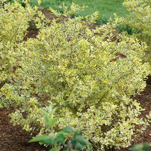 Ligustrum ovalifolium 'NCLO1'