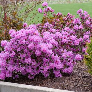 Rhododendron x 'NCRX2'