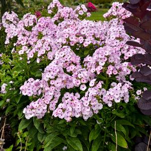 Phlox paniculata 'Fancy Girl'