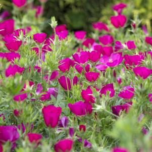 Callirhoe involucrata ''